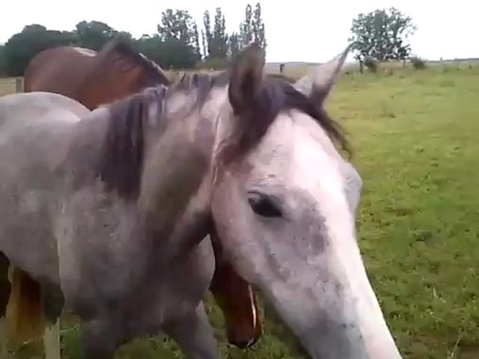 rodeo au pré avec unann aqua ect