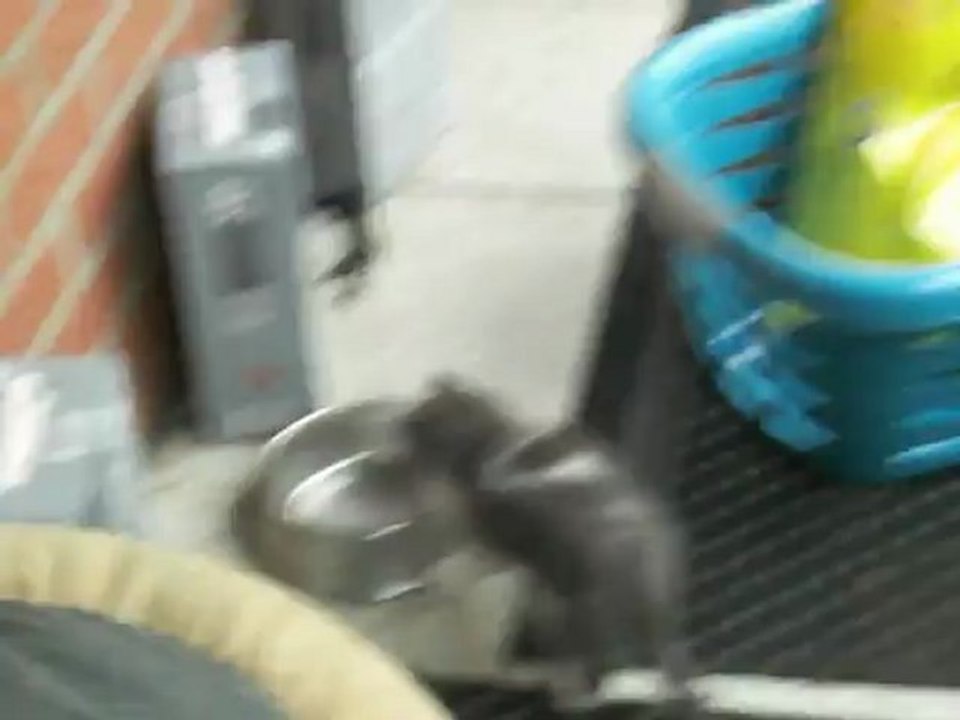 Griotte et Galak (Eliott)