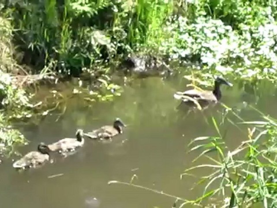 Lesetext a1 kinderlied "alle meine entchen"