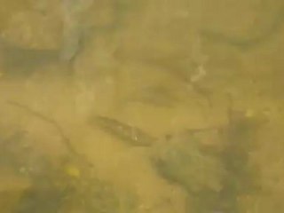 A1 Lesetext A1 Forellen