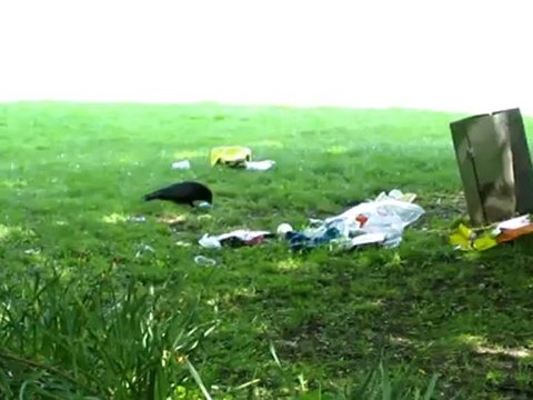 DSH Vorbereitung Bild-Film-Beschreibung Rabe leert Papierkorb.