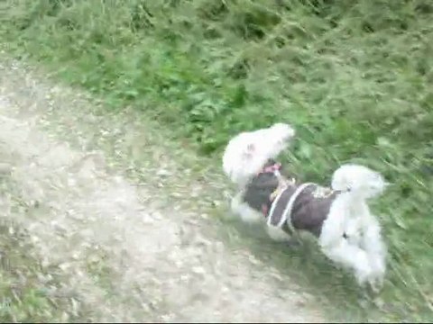 13 juin : Ballade Peluche + révisions Scrat au dressage