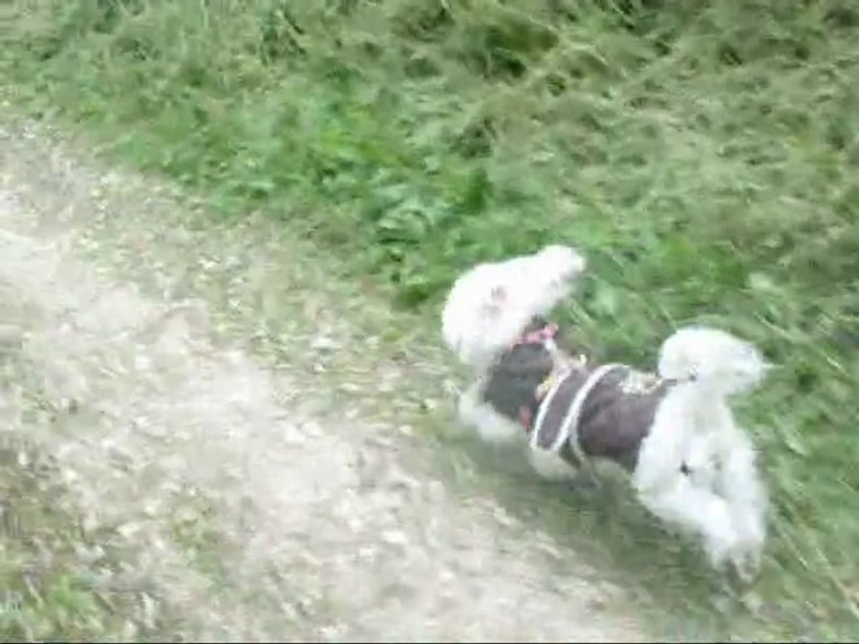 13 juin :  Ballade Peluche + révisions Scrat au dressage