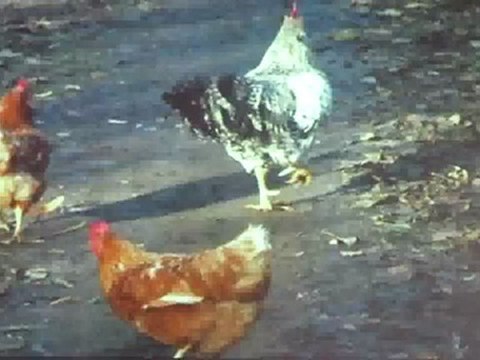 A2-DSH Hörtext Sieg der Hennen*