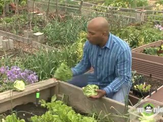 How To Thin Seedlings