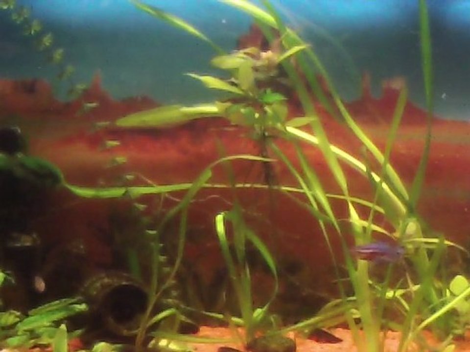 Avec accomp.  ""Pour les beaux moments avec toi..""