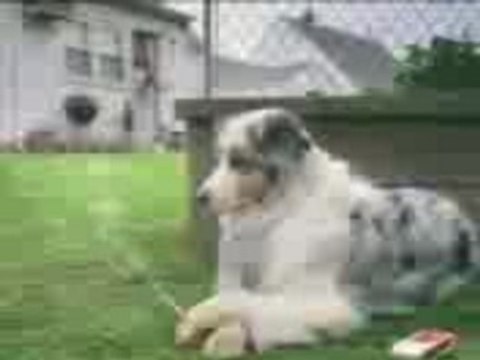 JACKAS funny clips -