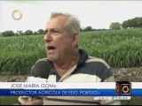 Ríos desbordados en Portuguesa afectan cultivos y 180 viviendas