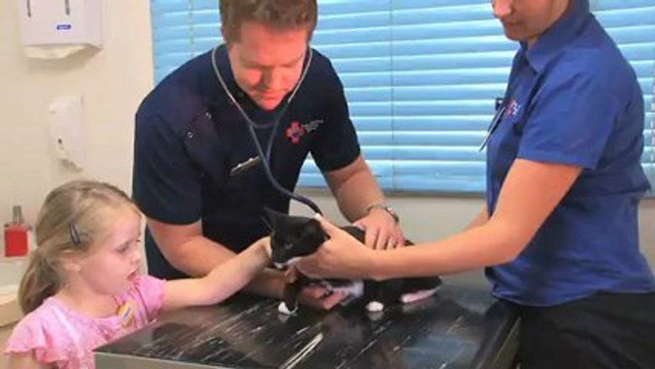 Veterinary Surgery Port Macquarie Port Macquarie ...