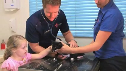 Veterinary Surgery Port Macquarie Port Macquarie ...