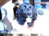 TG 12.06.12 Una premiazione per Balù, il cane che ha salvato un atleta