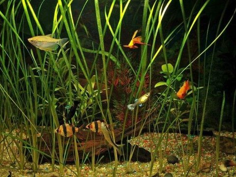 Comment entretenir ses plantes d’aquarium ?