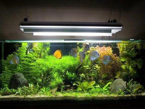 Comment entretenir son aquarium ?