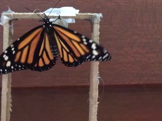 life speed butterfly