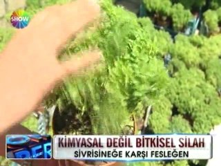 Şişli belediyesi sivrisineğe karşı fesleğen dağıttı - 13 haziran 2012