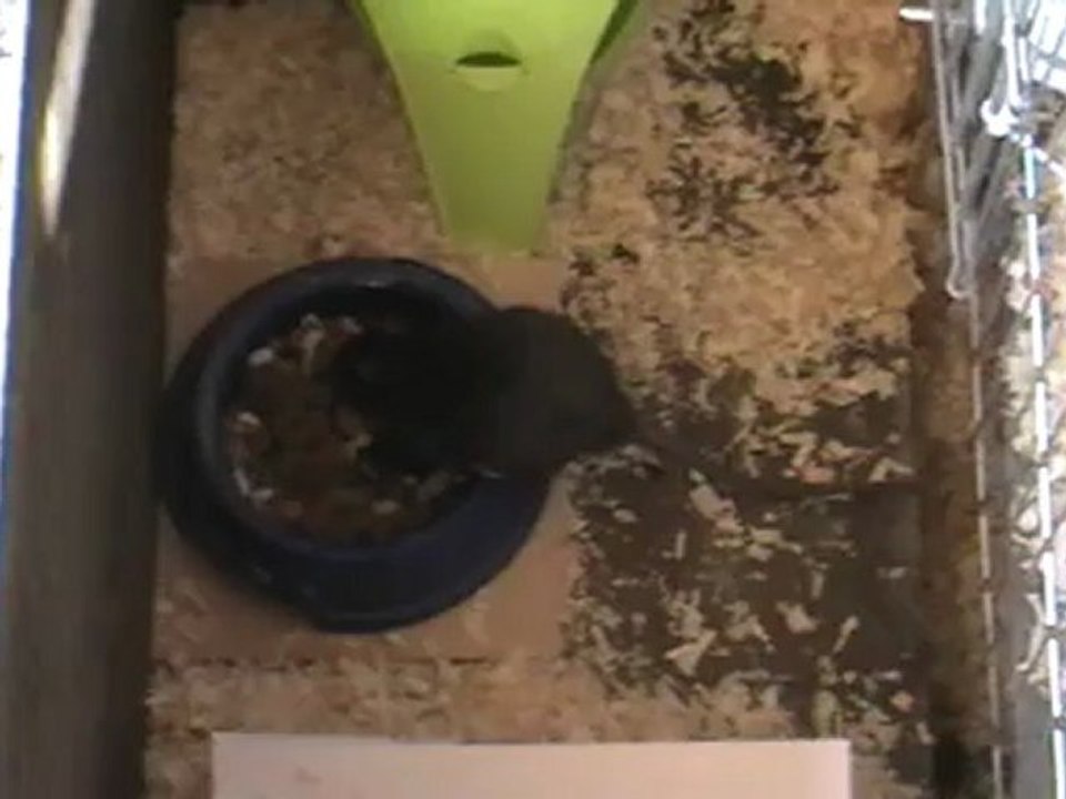 Petit rat