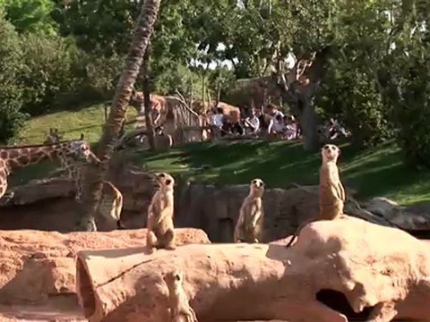 Cara a cara con los animales salvajes (Spot Bioparc Valencia - junio 2012)