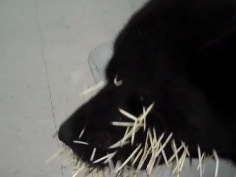 Chien + Porc-épic = Vétérinaire