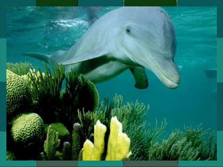 Green Dolphin Street