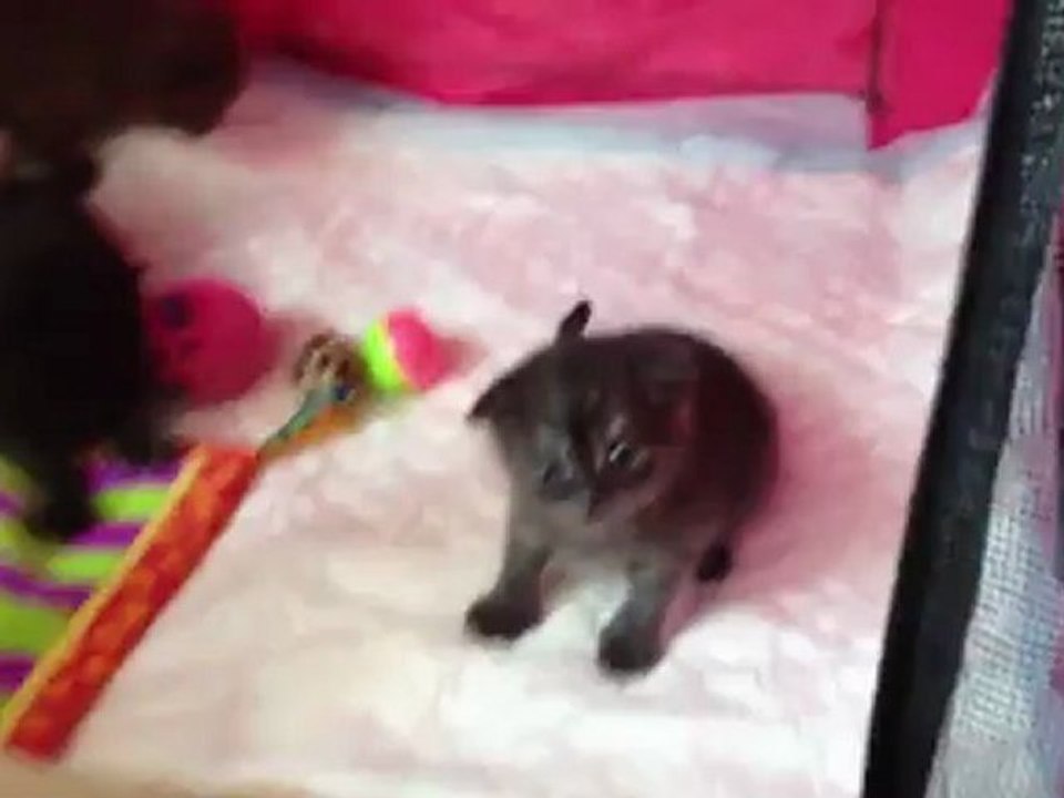 Chatons Scottish Fold et Straight