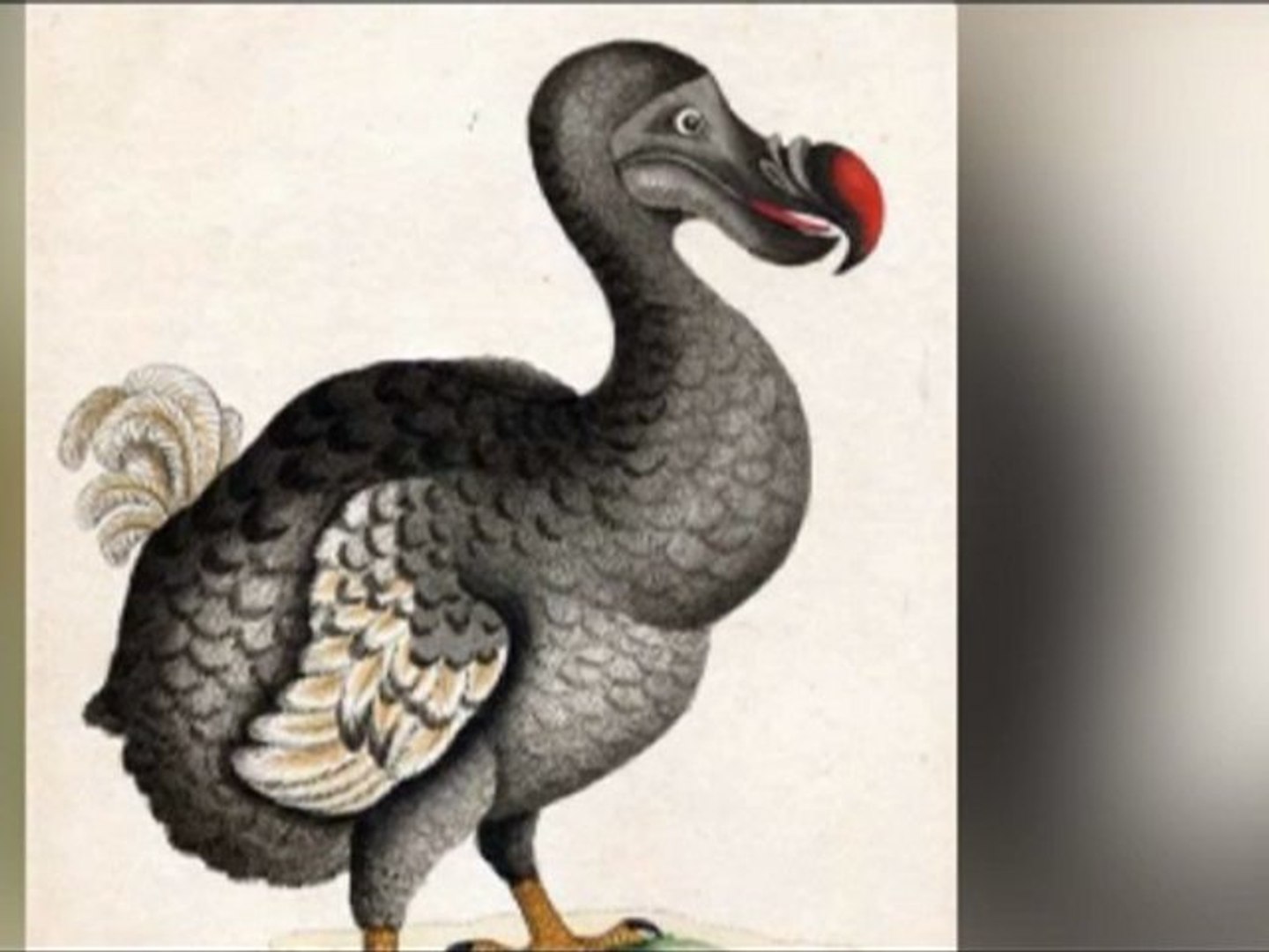La Véritable Histoire Du Dodo