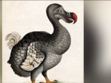 La véritable histoire du Dodo