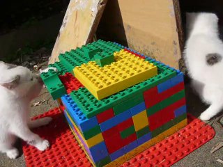 5 chatons, une maison en lego, un pot à fleur
