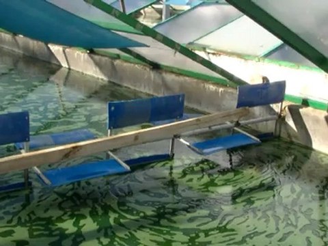 Ecotourisme à Madagascar : la production de spiruline à Toliara