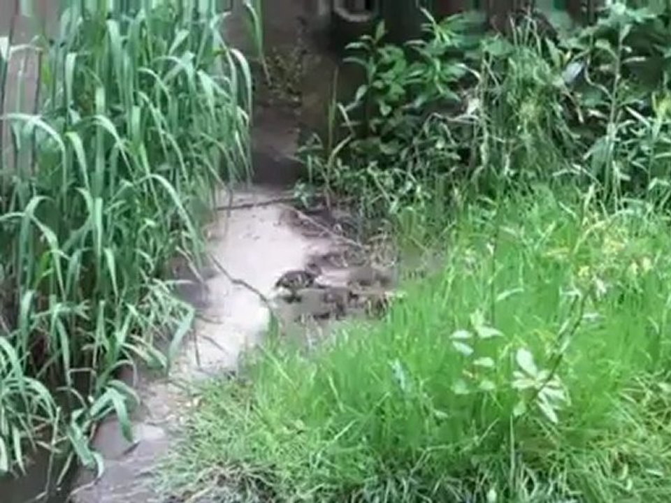 A2-B1 Textproduktion Mamma, nicht so schnell