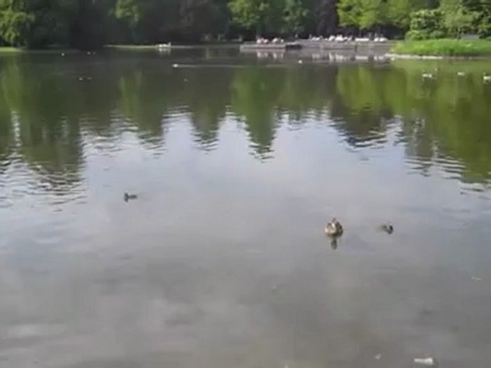 A2-B2 Textproduktion sehen, lauschen, hören