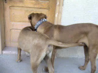 TOSA INU  -  TOSA KEN  ( www.menadel-tosa.com )