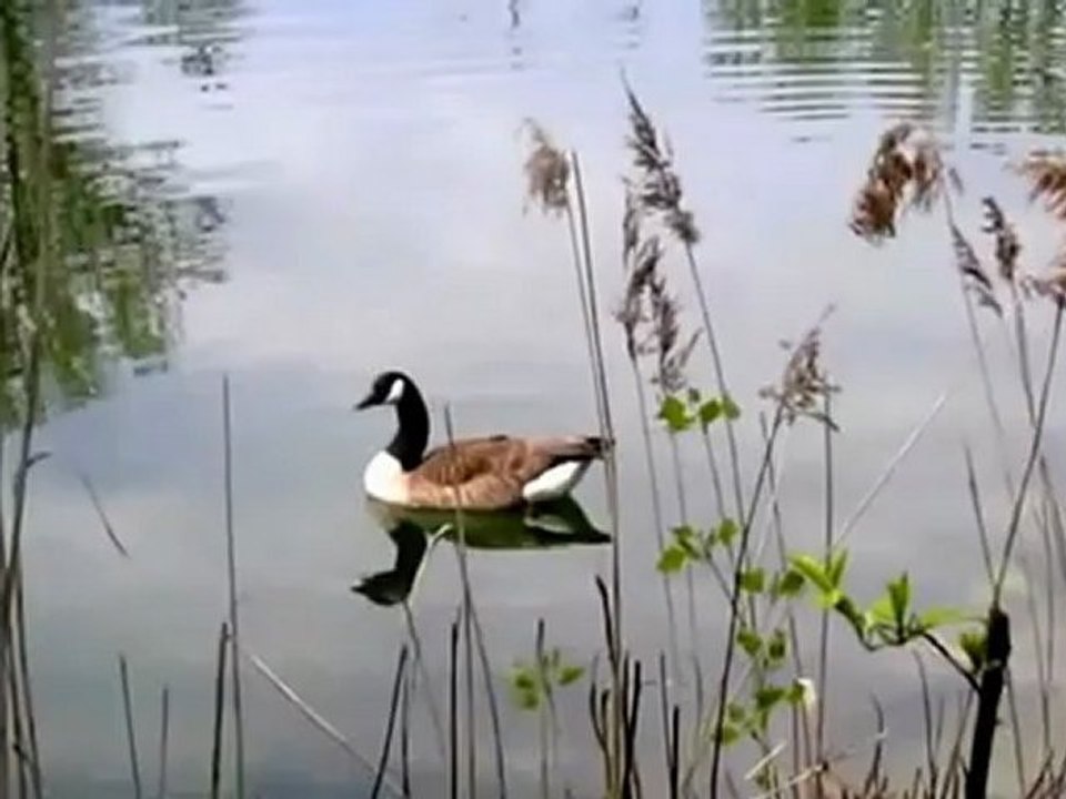 A1-B1 Textproduktion Umwelt und Natur