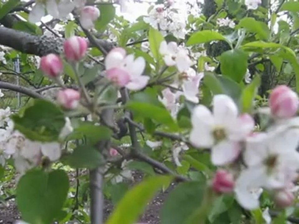 A1-A2 Hörtext blühender Apfelbaum Grammatik Relativsatz