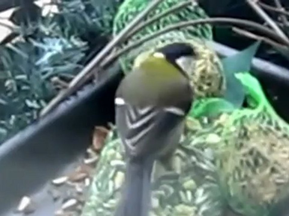 A1-B1 Textproduktion Blaumeise auf Balkon