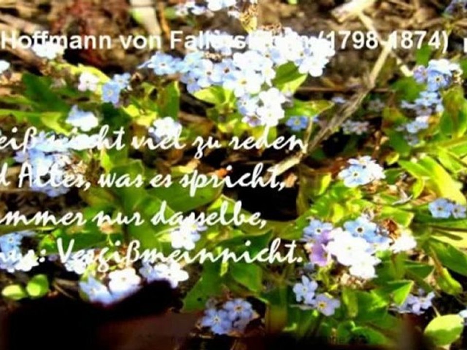 A1-A2 Lese- und Hörverstehen Fallersleben Vergissmeinnicht S