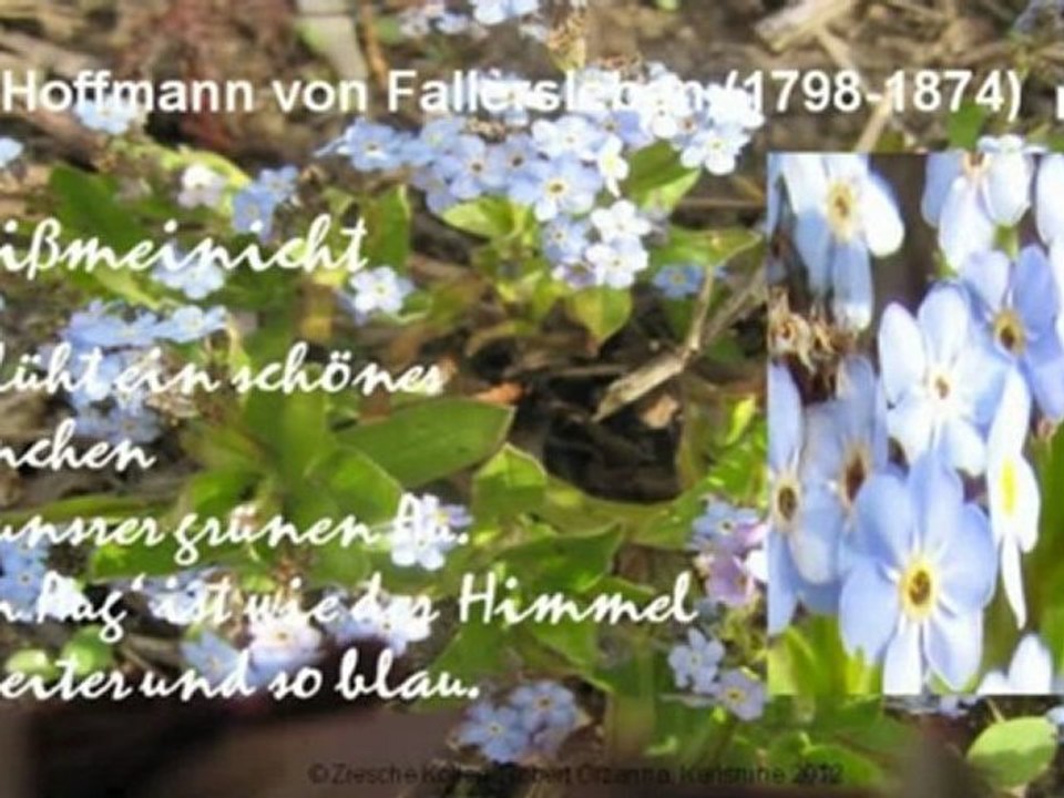 A1-A2 Lese- und Hörverstehen Fallersleben Vergissmeinnicht S