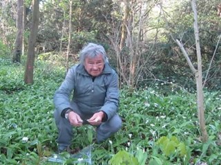 A2-B2 Hörverstehen Thema Bärlauch als Heilmittel und Nahrung