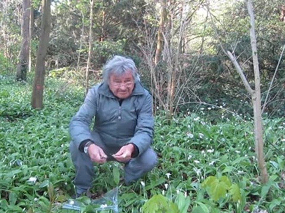 A2-B2 Hörverstehen Thema Bärlauch als Heilmittel und Nahrung