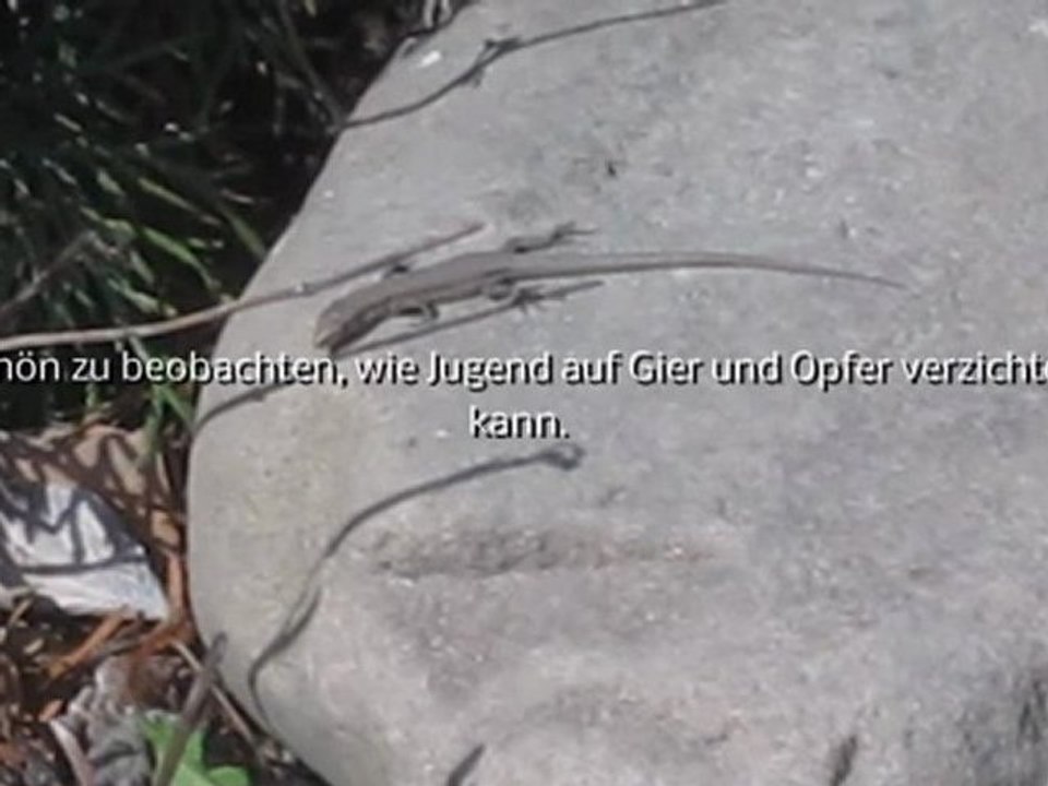 A2-B2 Hörverstehen junge Eidechse sonnt sich