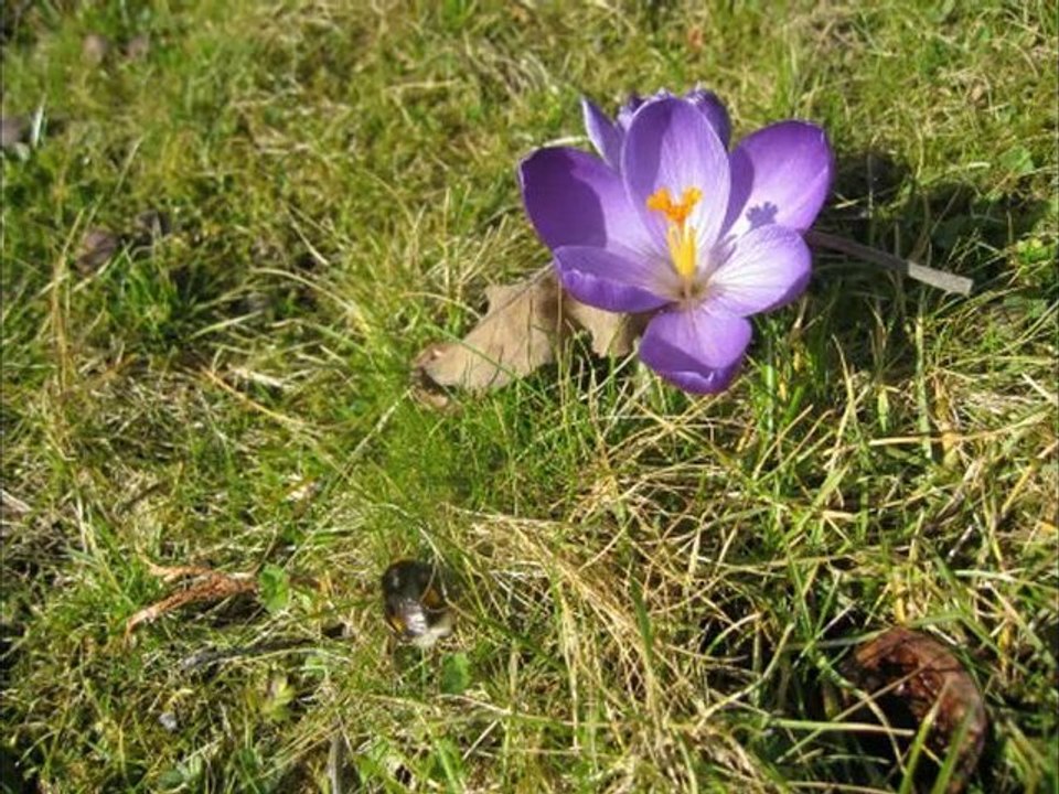 A1-A2 Hörtext Im Frühling blüht der Krokus