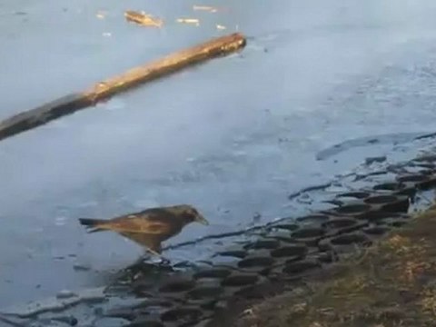 A2-B2 Textproduktion Videobeschreibung auf dünnem Eis