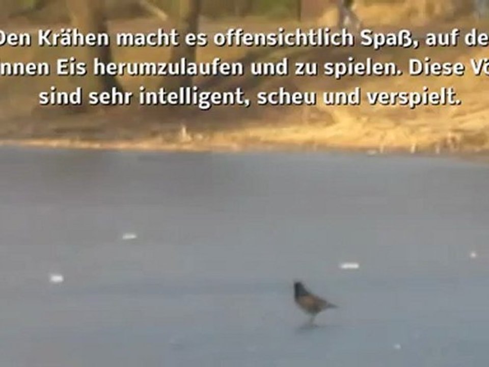 A1-A2 Grammatik: auf dünnem Eis herumspazierende Krähen