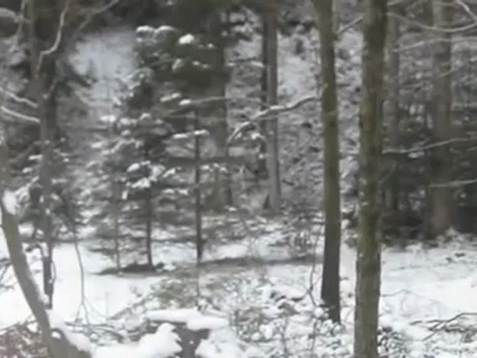 A2-B2 Hörverstehen Fischotter ja oder nein?