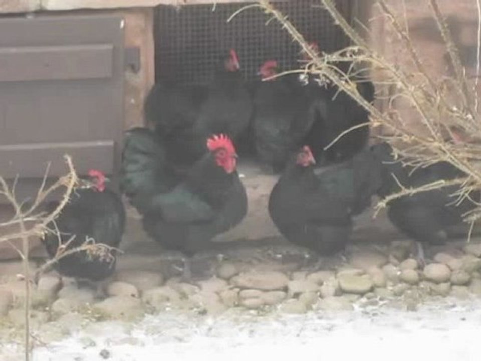 A2-B2 Hörverstehen Freilaufende Hühner legen gesunde Eier.