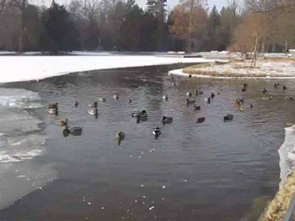 A1-B2 Textproduktion Wintereinbruch Entenfütterung