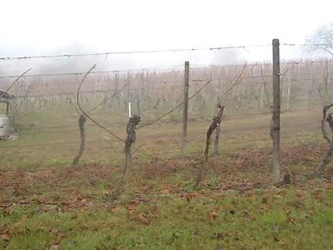 Kurs B1-B2 geschnittene Reben Hörtext