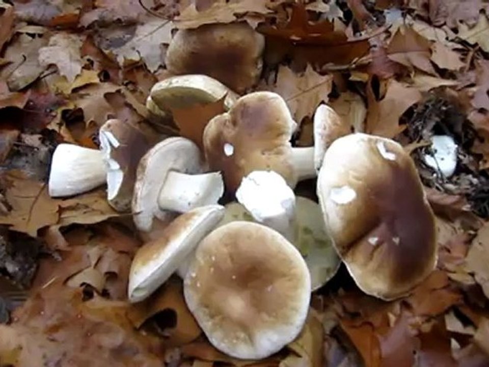 A 1 Kap. 09 Steinpilzfund Ende November Hörtext