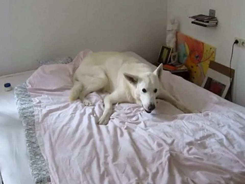 Ben beim Fressen in Baschas  Bett erwischt