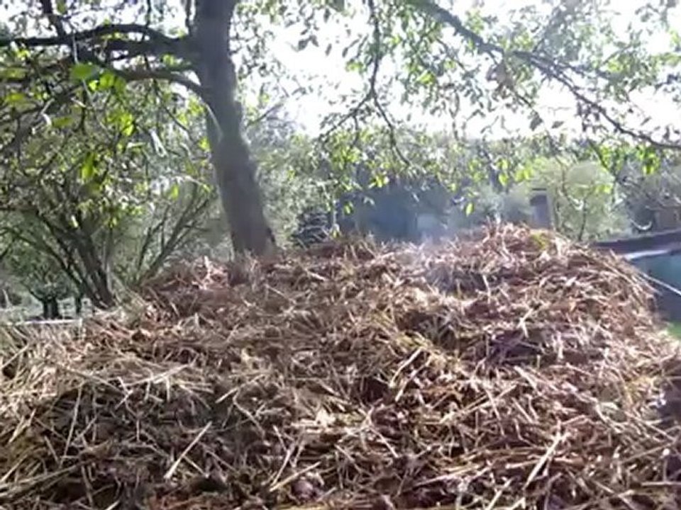 A1-C2 Redewendung Dumm wie Stroh Hörtext