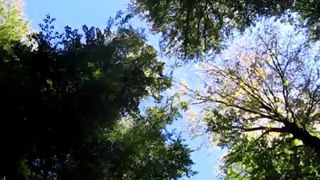 A1  Waldbett Blick in Himmel Hörtext